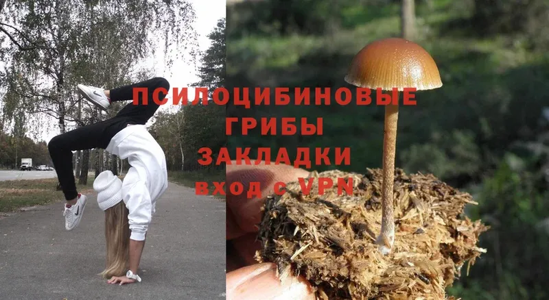 Псилоцибиновые грибы Psilocybine cubensis  Ступино 